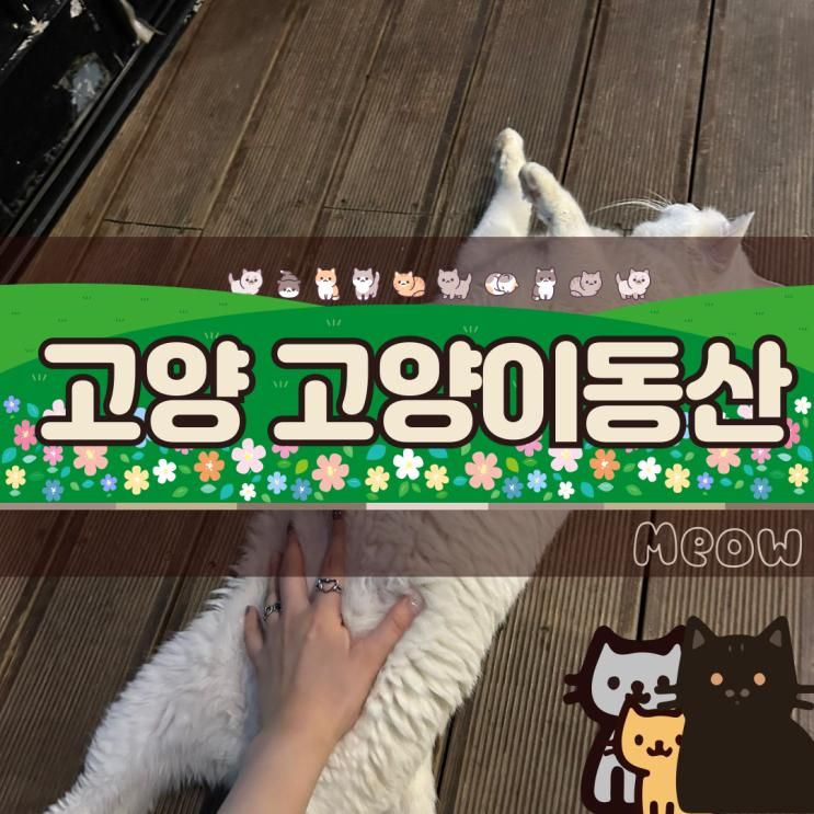 고양 고양이동산 유기묘 대형카페 다녀온 후기