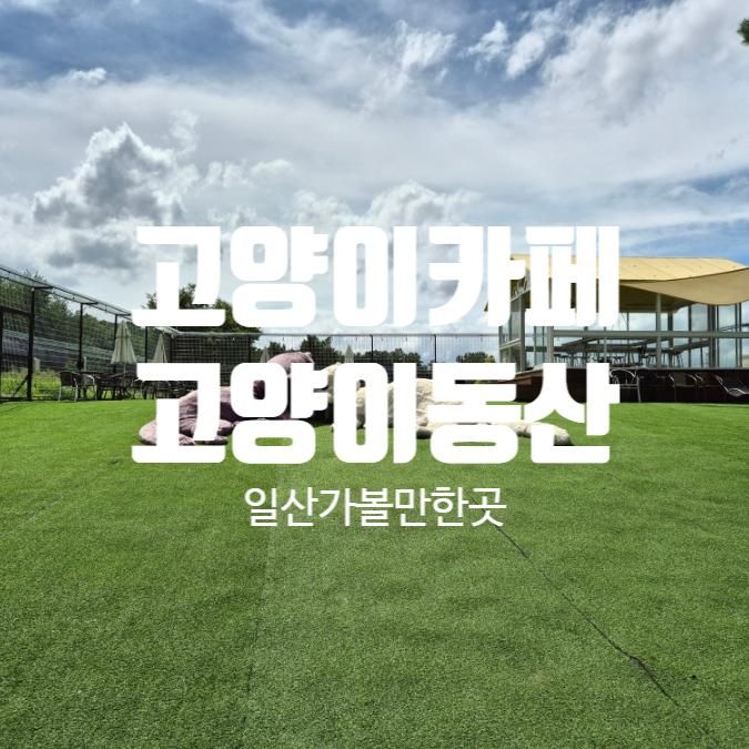 [경기 고양 가볼만한곳] 고양이카페 고양이동산 힐링하고왔어요