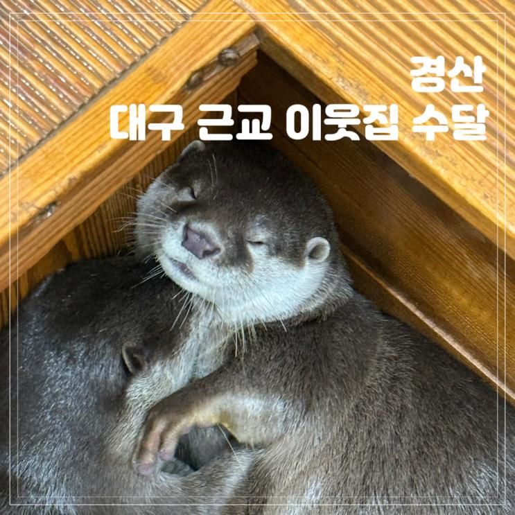 경산 아이와 가볼만한곳 이웃집 수달 대구 근교 실내 동물원 후기