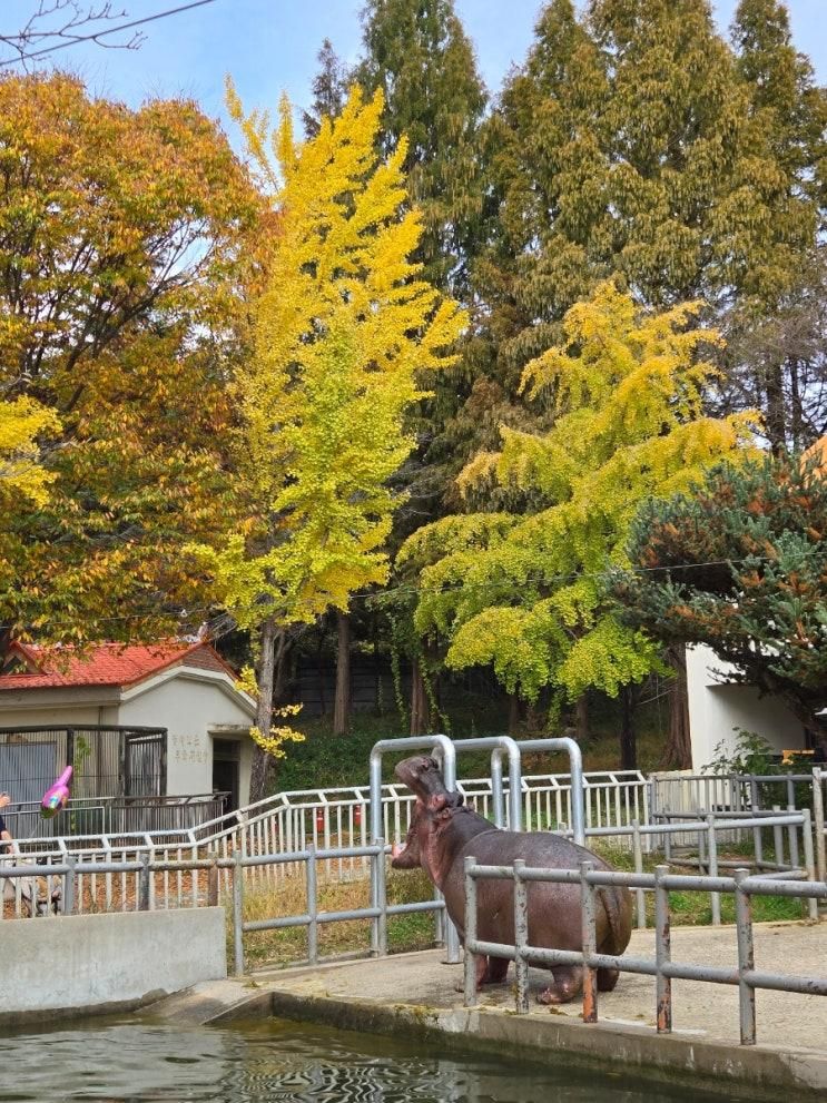 전북아이랑가볼만한곳 전주동물원 드림랜드 가격, 꿀팁