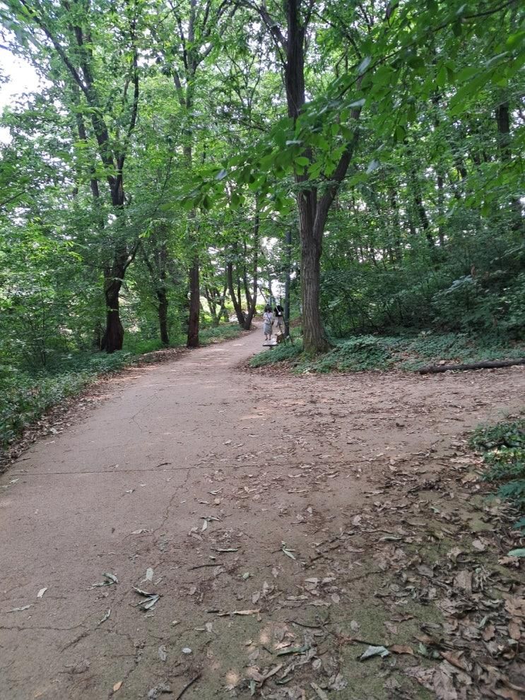 2024.  6.  29  파주 운정호수공원, 새암공원 맨발걷기