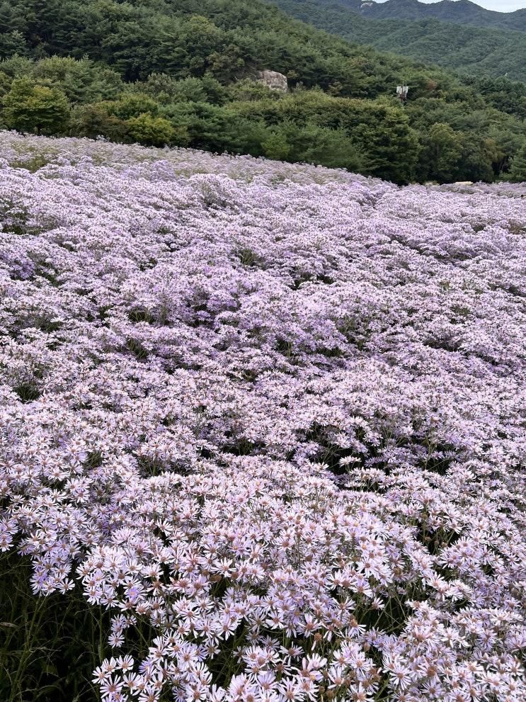 문경 개미취 봉천사 말고 문희농원 후기 가는길, 주차...