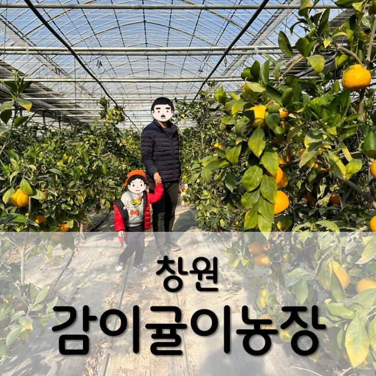 창원 감이귤이농장 (귤따기 체험) / 창원, 부산 근교 아이와...