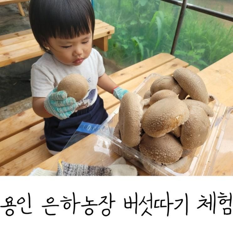 용인 버섯따기 체험 은하농장 아이와 함께