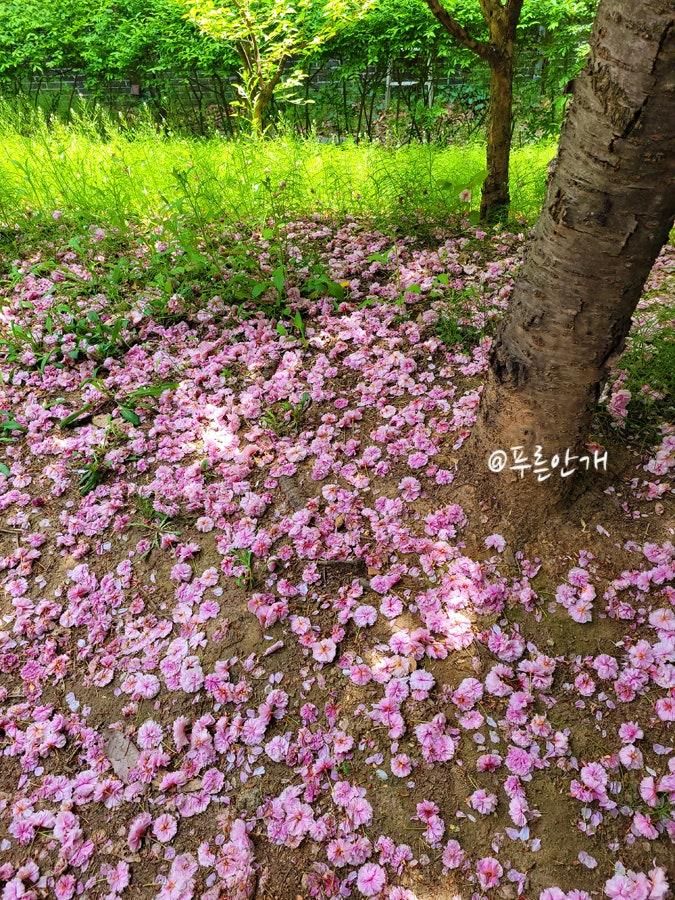 파주 겹벚꽃 숨은 명소 운정 한울공원 벚꽃길 겹벚꽃 터널...