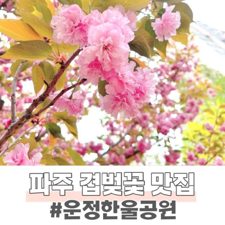 파주 벚꽃 겹벚꽃 숨은 명소 운정 한울공원