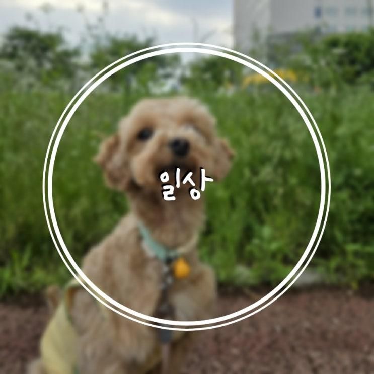 [일상] ː 강아지 산책하기 좋은 소리천 | 파주