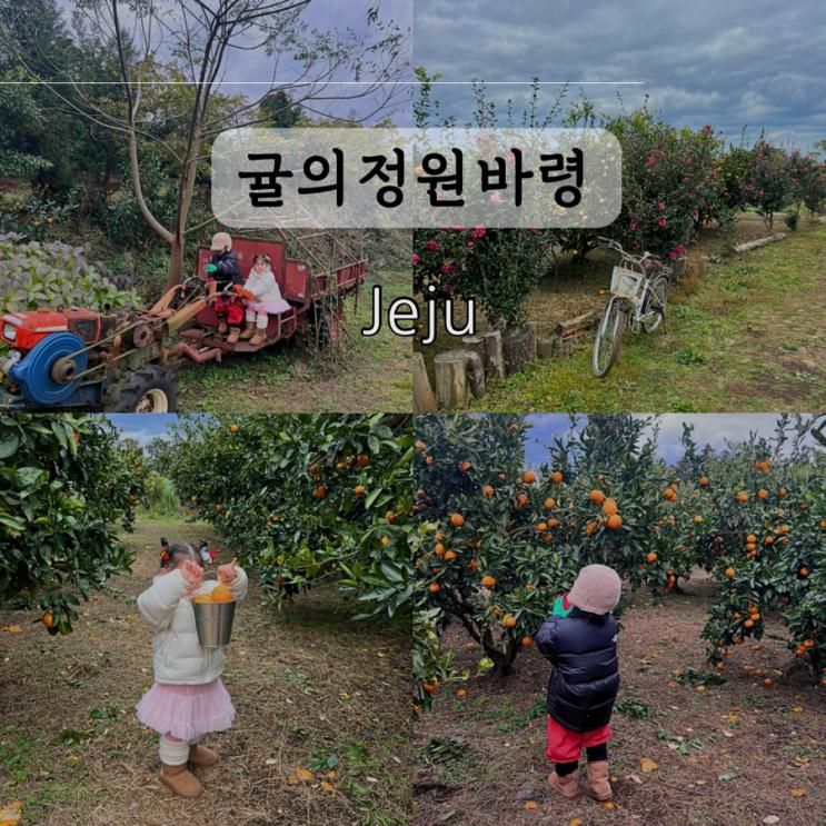 제주 동쪽 아이랑 가볼만한곳 귤의정원바령 귤따기체험 제주...