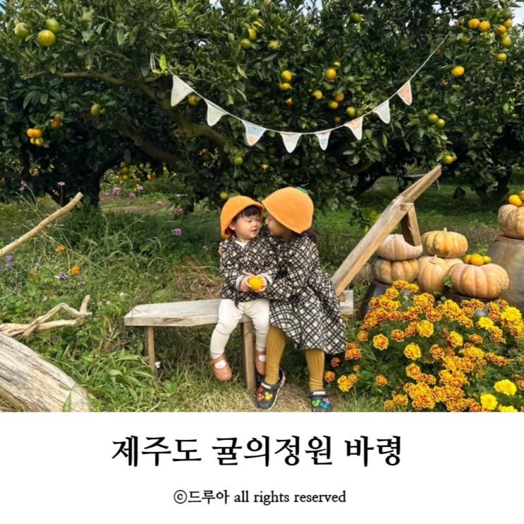 제주 귤따기체험 아이랑 제주도 동쪽 귤 농장 귤의정원 바령...