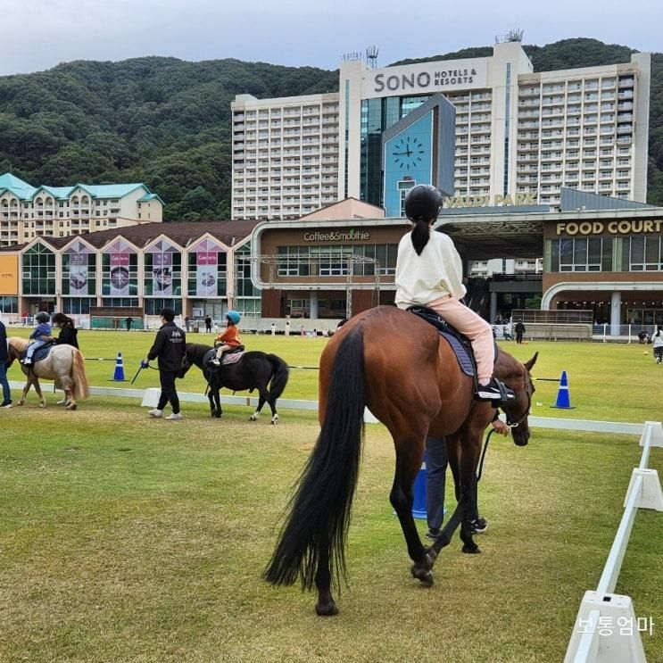 홍천 여행)  소노펠리체 인피니티풀, 승마클럽, 루지클럽...