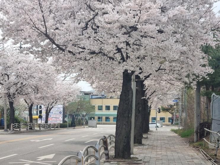 오늘 연천 벚꽃 실시간 - 전곡근린공원, 은대근린공원, 임진교...