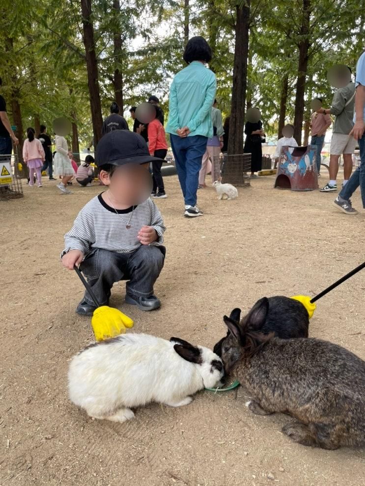 경기도 아기랑 갈만한곳 ; 안성팜랜드 동물먹이주기, 핑크뮬리