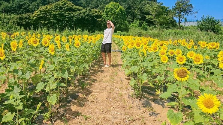 태안반도 아이와가볼만한곳... 연꽃축제 해바라기올래정원