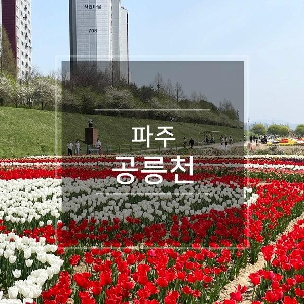 파주 공릉천 튤립 금이동네 공원 애견동반 당일치기 여행 핫플...