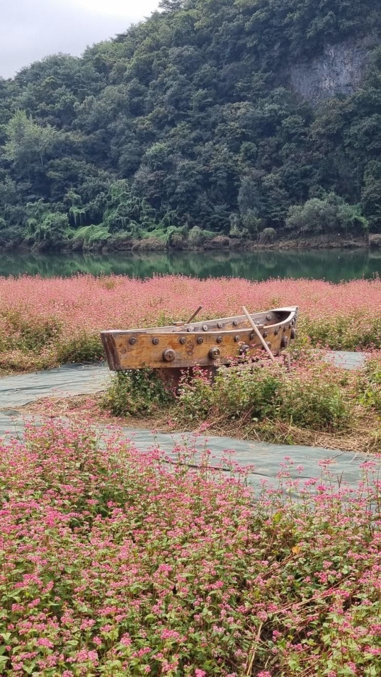 풍경이 예쁜 영월 동강에 붉은 메밀꽃밭