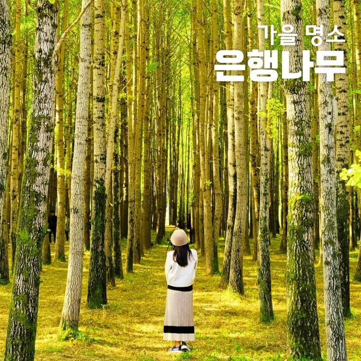 홍천 은행나무숲 가볼만한 명소, 경주 도리마을