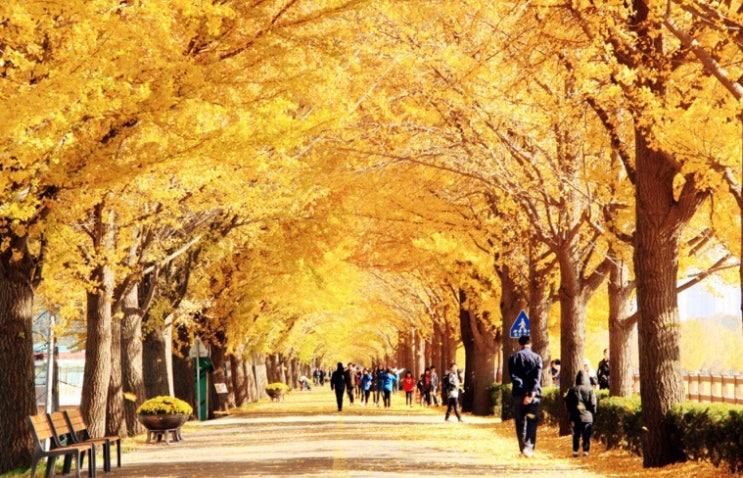 아름다운 10대 가로수길, 아산단풍명소 현충사곡교천은행나무길.