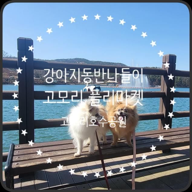강아지동반 주말나들이 고모리 플리마켓 고모호수공원~!!