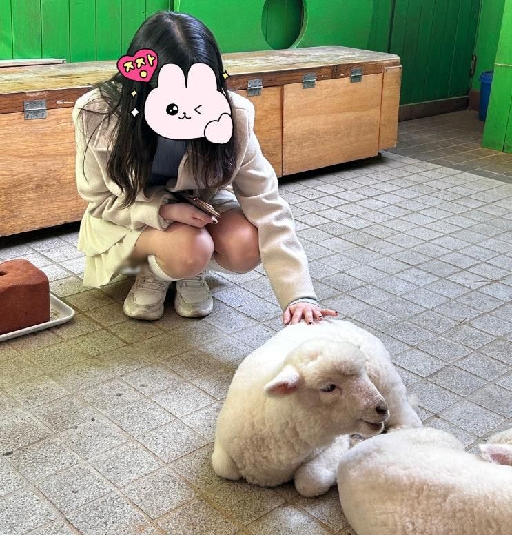 [홍대 양카페] 땡스 네이쳐_귀여운 양 움파룸파를 만날 수 있는...