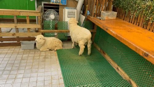 홍대 카페 : 땡스네이쳐 진짜 양이 있는 곳 이색 데이트