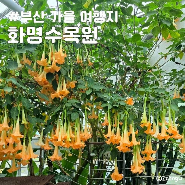 부산 가을 여행지 화명수목원 단풍을 기대하게하는 피크닉 장소