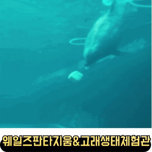 울산 가볼만한곳 웨일즈판타지움 / 고래생태체험관
