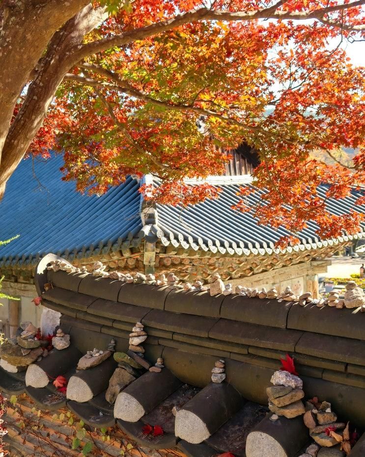 공주 마곡사 단풍여행, 가을의 마곡에 물들다.