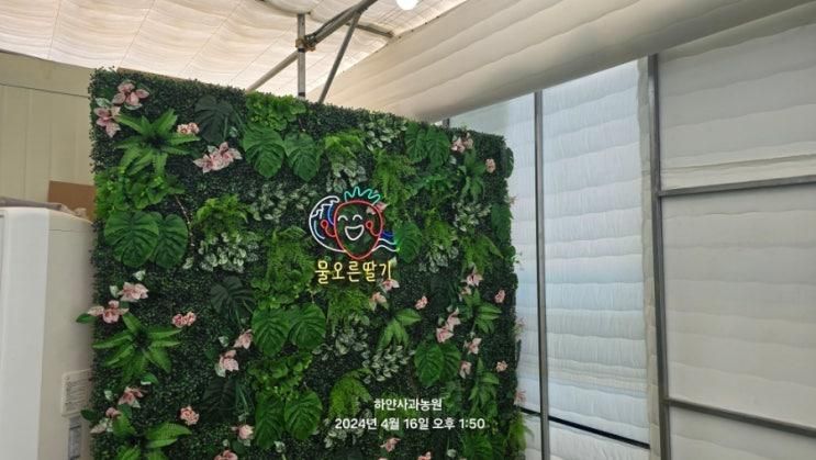 양평 딸기 체험 농장, 가볼만한곳 - 물오른딸기
