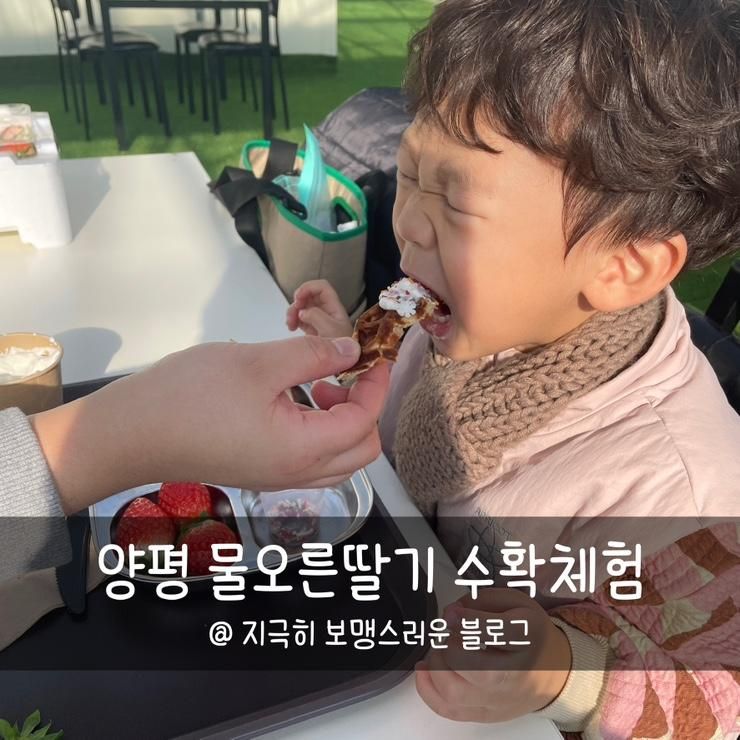방문 | 양평 딸기 수확하기 체험, 물오른딸기