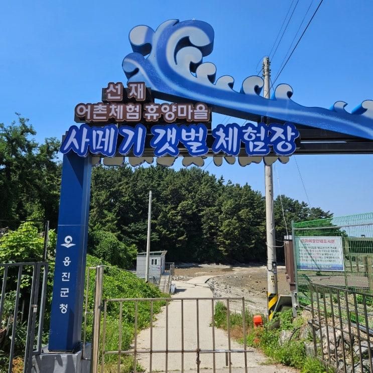 스페셜#9 사메기 갯벌체험장 바지락 고동 캐기 체험 (f.한달에...