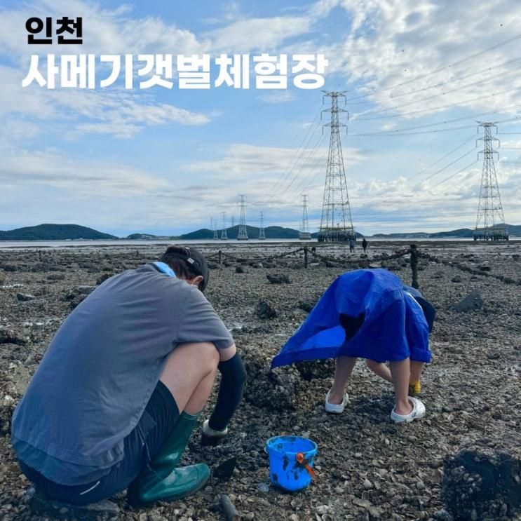 아이랑 서울근교 갯벌체험 인천 사메기갯벌체험장 요금 물때...