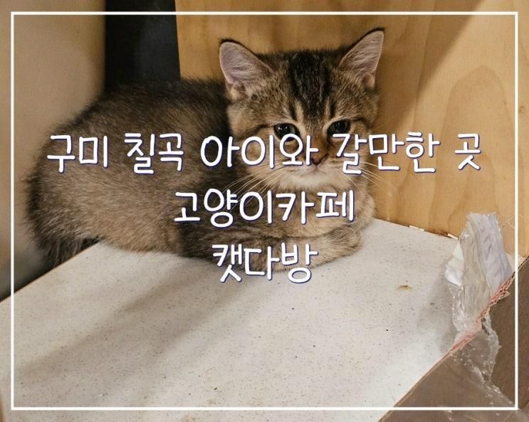구미 칠곡 아이와 갈만한 곳 고양이카페 석적 캣다방
