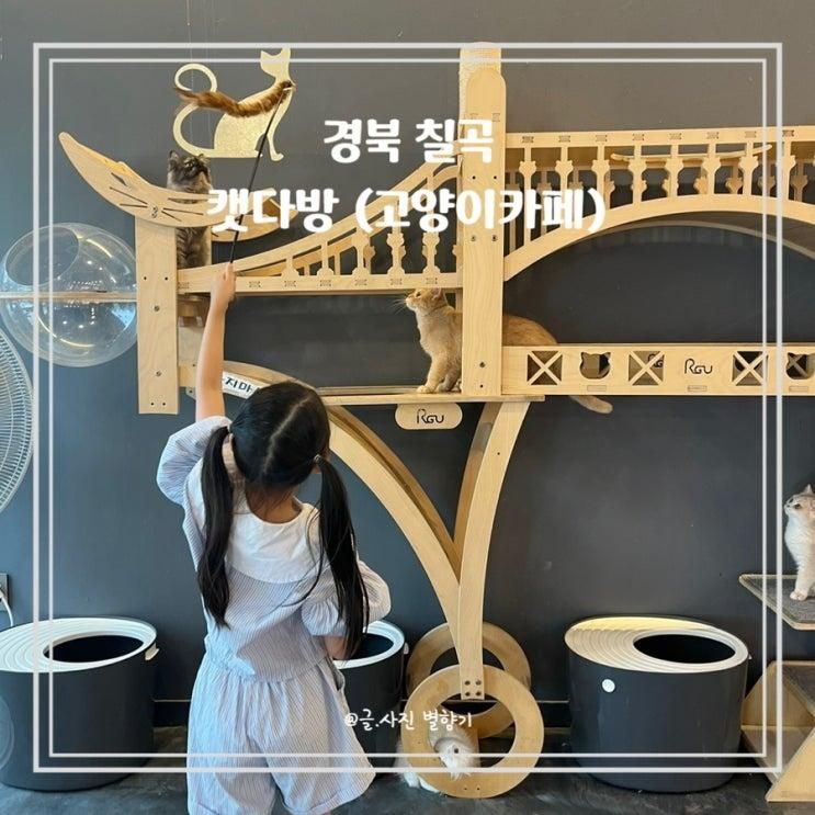 대구 경북 칠곡 고양이카페 캣다방 이색카페
