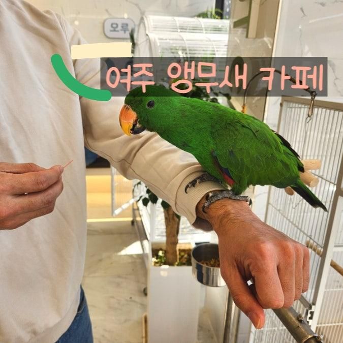 가볼만한곳 실내 동물교감체험 앵무새카페 리프패럿 여주점