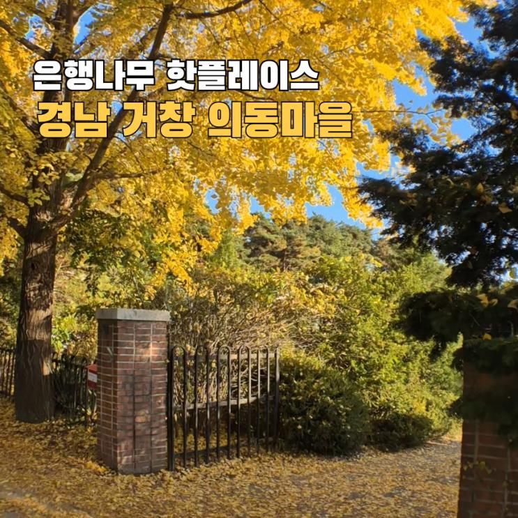 [거창 의동마을]대구근교 가을 데이트코스 은행나무길