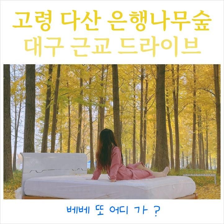 고령 다산 은행나무숲 대구 근교 드라이브 실시간 단풍 포토존