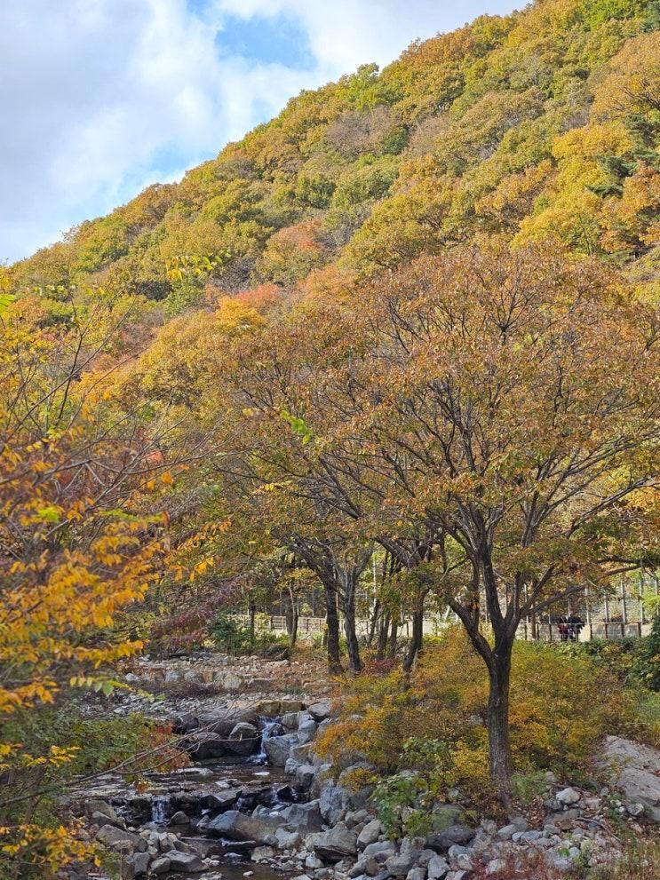 (부산 여행) 기장군 장안사 불광산 트레킹코스 단풍구경
