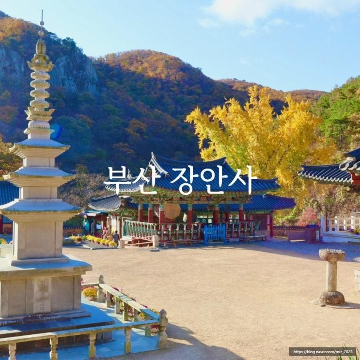 부산 기장 장안사 단풍 명소 은행나무 가을 풍경 백련암...