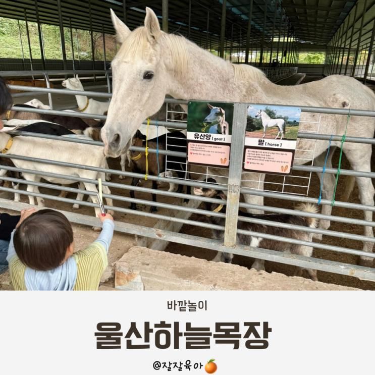 울산 아기랑 야외활동 울산하늘목장 동물원 주말 오픈런 후기
