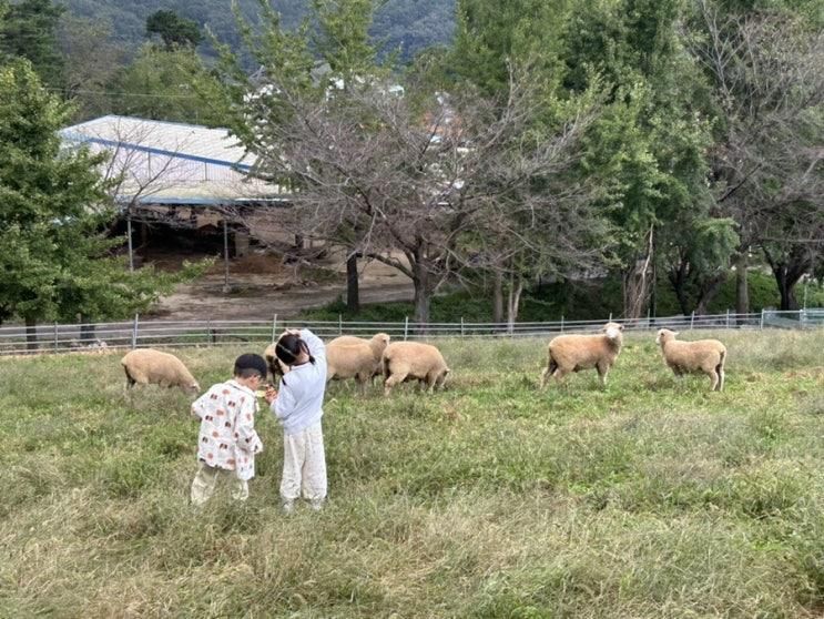 울산 울주군 아이와 가볼만한곳 하늘목장에 다녀왔어요