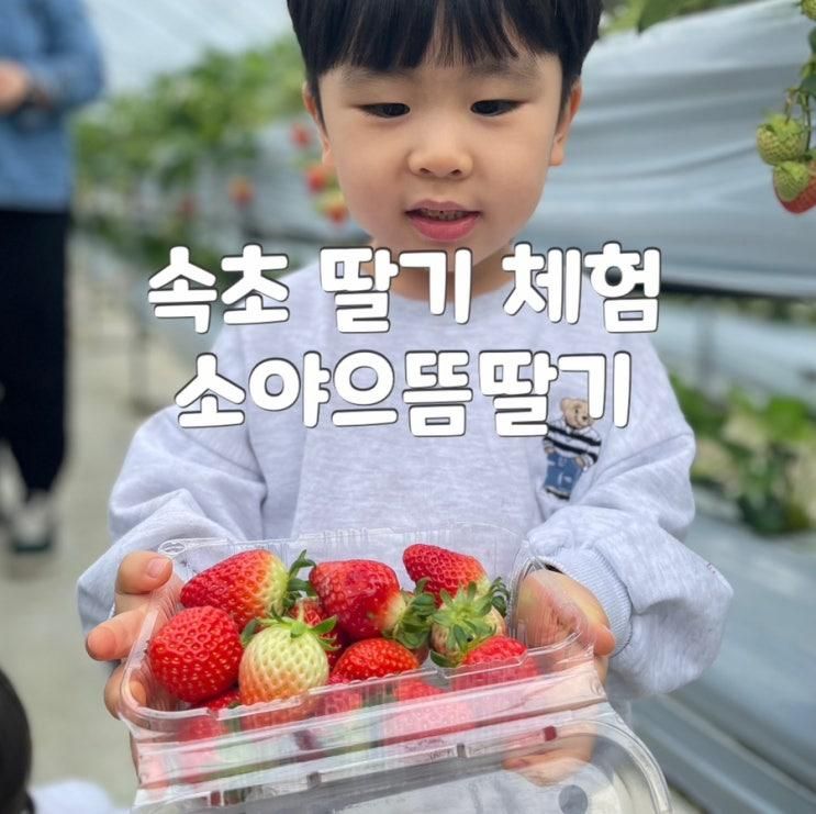 속초 딸기 체험 : 소야으뜸딸기에서 아기랑 갈만한 곳으로 강추