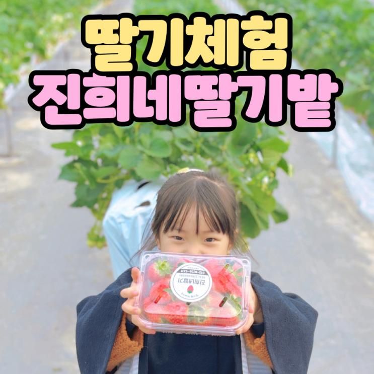청주딸기따기체험 진희네딸기밭
