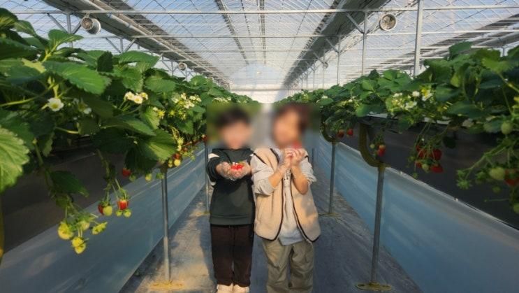 수원 딸기체험농장 치유앤딸기:  딸기값만 받는 가성비 좋은...