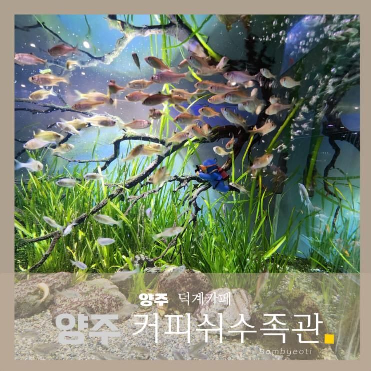 양주 아이랑 가기 좋은 덕계 카페 다양한 체험 커피쉬 수족관