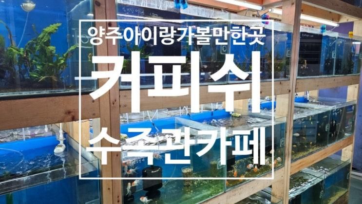 아이랑 가볼만한 곳! 실내 열대어, 파충류 카페 | 커피쉬 수족관