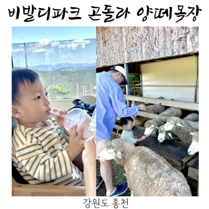 소노벨 비발디파크 곤돌라... 양떼목장 뷰좋은 카페 테라로사 커피