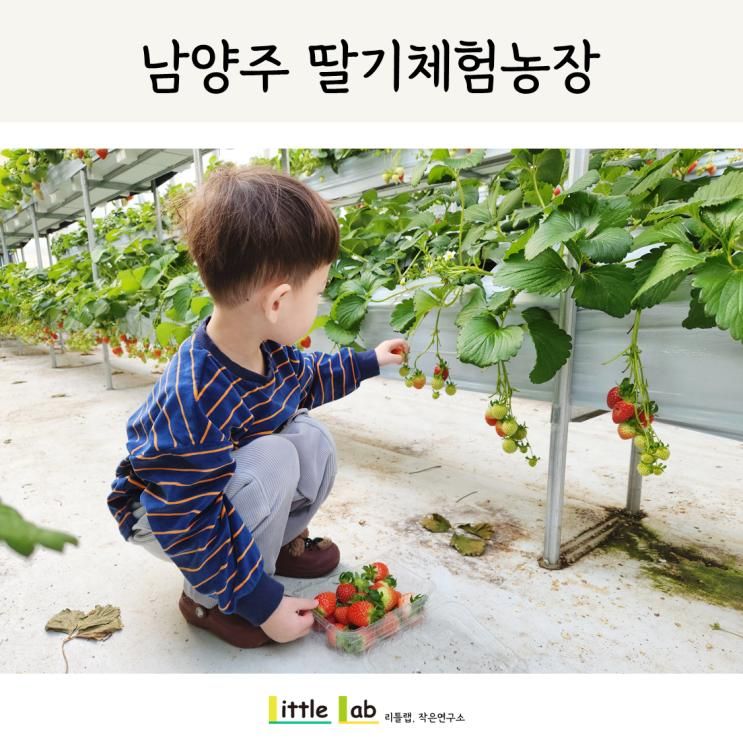 남양주 별마을딸기체험농장 힐링팜 후기