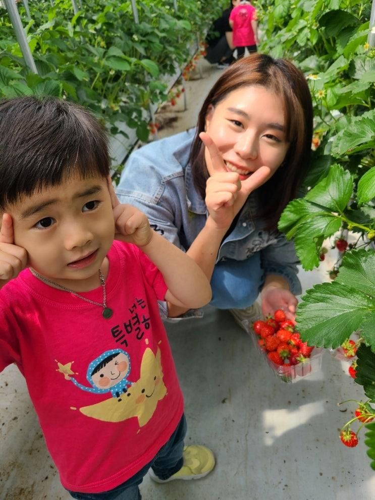 남양주 딸기체험 별마을 딸기체험농장 별마을힐링팜