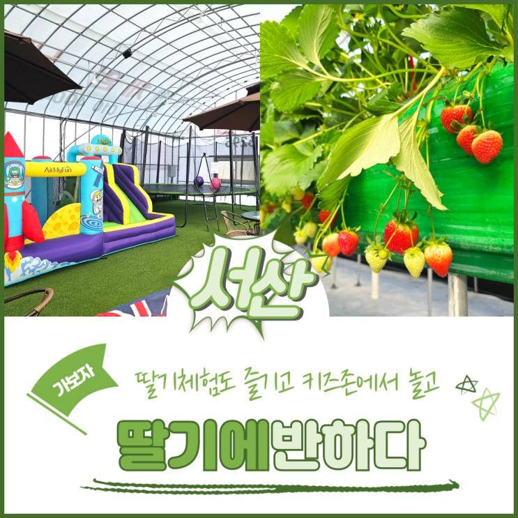 서산 딸기체험 딸기에반하다
