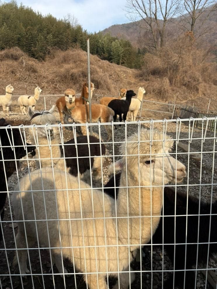광주근교 화순 아이랑 카페 알파카 염소 토끼 먹이주기 파인40